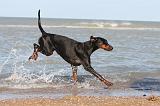 DOBERMANN 009